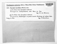 Golovinomyces cynoglossi image
